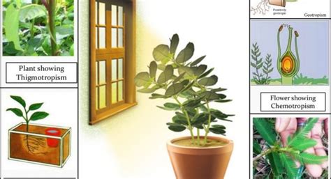 Tropic Movements in Plants - 6 Types with Examples - CBSE Class Notes ...