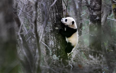 Giant Panda Habitat Loss | Bruin Blog