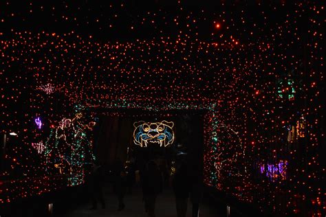 Zoo Lights at Hogle Zoo - Utah's Adventure Family