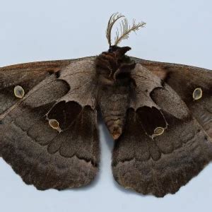 Antheraea polyphemus - Facts, Diet, Habitat & Pictures on Animalia.bio