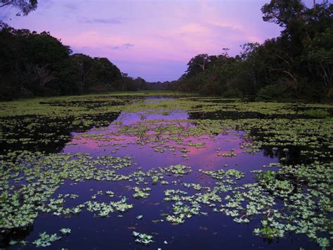 Peruvian Amazon River Cruises | Delfin Amazon Cruises