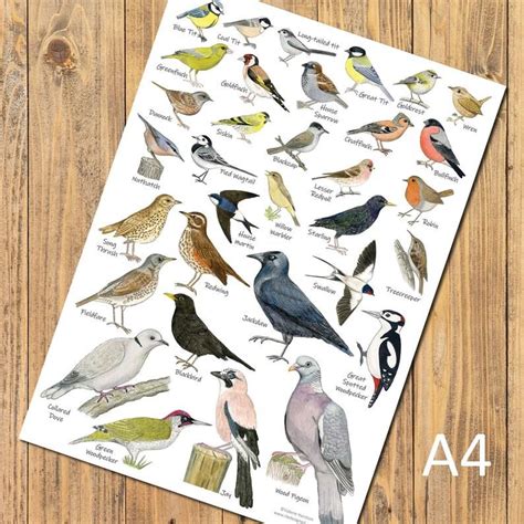 British Garden Birds A4 Identification Chart Wildlife Card - Etsy UK ...