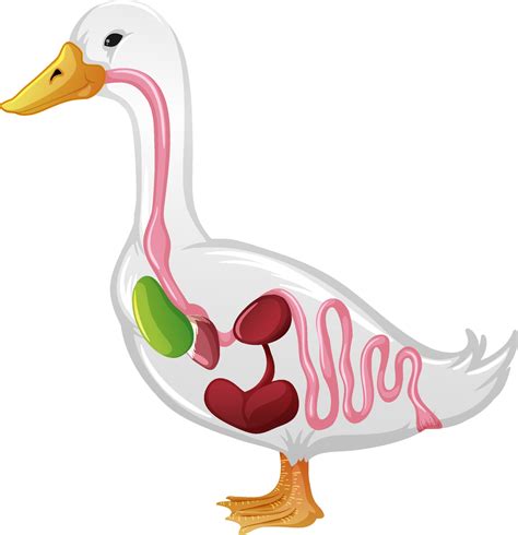 Internal Anatomy of a Duck isolated on white background 2131278 Vector ...