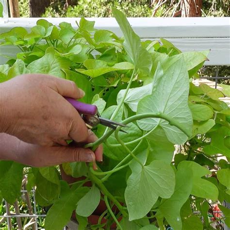 Propagate Sweet Potato Vine - Flower Patch Farmhouse