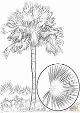Sabal Palm Coloring Page  Free Printable Coloring Pages sketch template