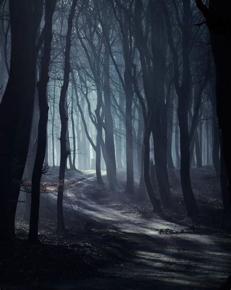 Trail in a dark, mysterious forest (no location given) by burning ...