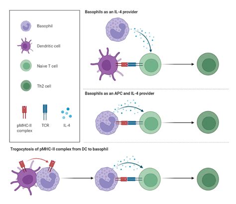 Role of Basophils in Th2 Cell Differentiation | BioRender Science Templates