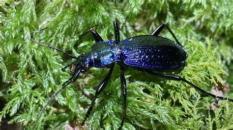 New populations of rare beetle found on Dartmoor - BBC News