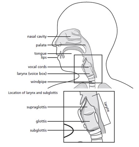 Subglottic Stenosis (Idiopathic): Grading, Symptoms,, 41% OFF