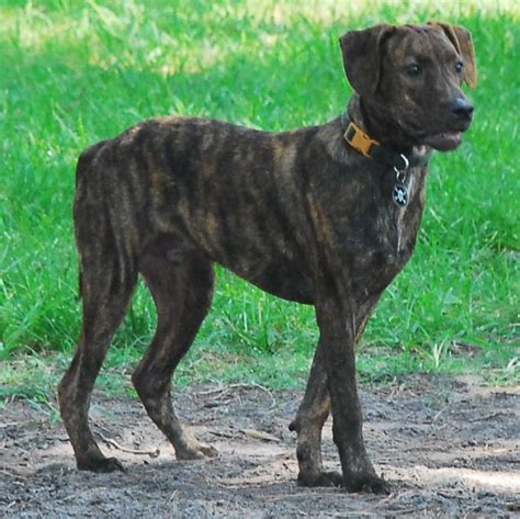 Treeing Tennessee Brindle - Dog Breed Standards | Dogs | Dog breeds, Boxer dogs, Plott hound