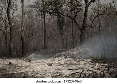 Air Pollution Caused By Forest Fires Stock Photo 1932394868 | Shutterstock