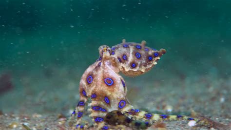 blue-ringed octopus eggs hapalochlaena sp Stock Footage Video (100% ...