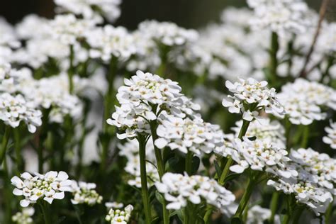 Sweet Alyssum White Flowers Picture | Free Photograph | Photos Public Domain