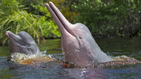 amazon river dolphin endangered