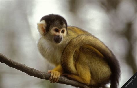 7 pictures of tropical rainforest primates in Biological Science Picture Directory - Pulpbits ...