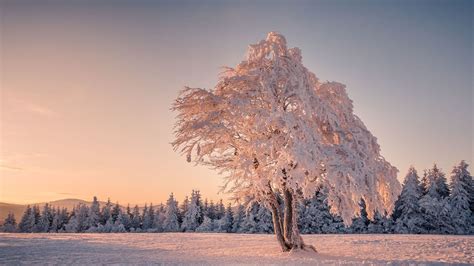 All you Need to Know about Winter Trees » Residence Style