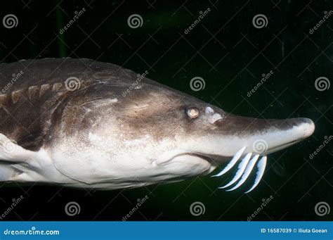 Beluga, European Sturgeon (Huso Huso) Stock Image - Image of huso ...