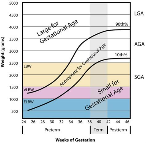 Gestational Sac Size Chart Mm