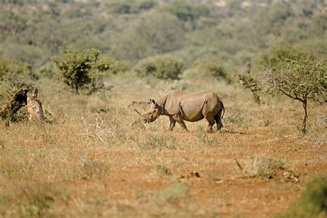 Black Rhinoceros | www.wildlife-photography.uk.com