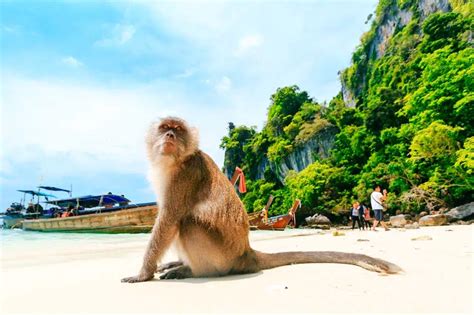 Monkey Beach, Thailand: Your Ultimate Tropical Getaway