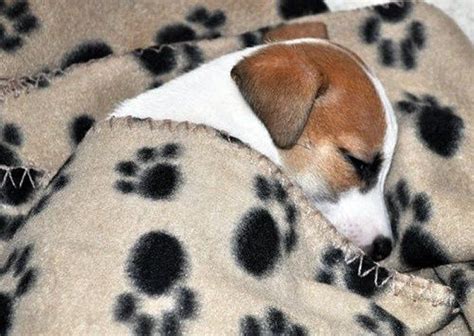 Adorable Sleeping Jack Russell Puppy | Jack russell puppies, Jack ...