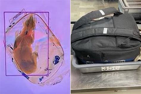 TSA Shares Proper Pet Protocol After Dog Is Sent Through X-Ray Machine