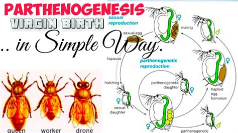 PARTHENOGENESIS - YouTube