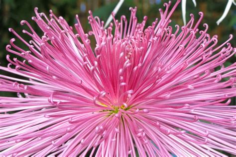 November birth flower: Chrysanthemums - Growing Family | Birth flowers ...