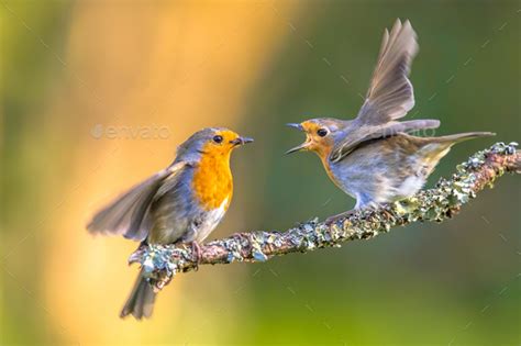 Parent Robin bird feeding young Stock Photo by CreativeNature_nl | PhotoDune