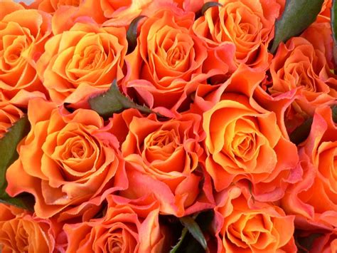 🔥 [70+] Orange Rose Wallpapers | WallpaperSafari