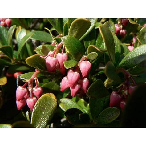 Bearberry Seeds for Planting, 30 Seeds - Attractive Fruit Bearing ...