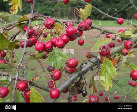 Close Up Of Red Berries On A Common Hawthorn (Crataegus monogyna) Tree ...