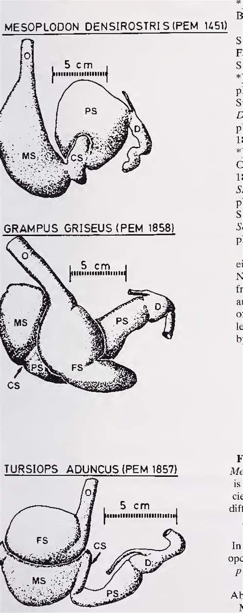 Figure 1 from Comparative anatomy of the stomach of the Cetacea ...