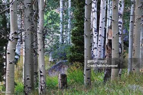 Aspen Grove High-Res Stock Photo - Getty Images