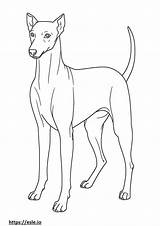 Italian Greyhound coloring Pages  Free Printable sketch template