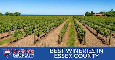 Wineries in Essex County ON: 4 Towns with the Best Wineries