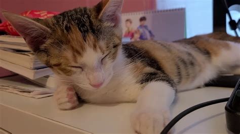 Cute Calico Kitten Sleeping 😴 - YouTube