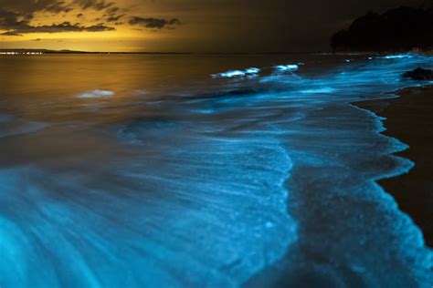 Bioluminescence Kayaking - Paddle At Night