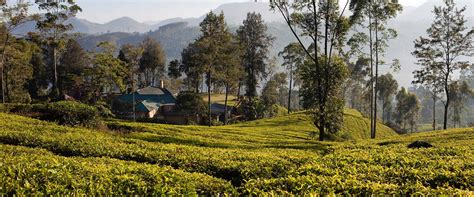 History of Ceylon Tea | Ceylon Tea Trails Sri Lanka