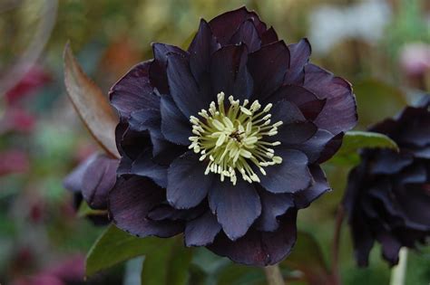 black hellebore - Google Search Black Garden, Christmas Rose, Black ...