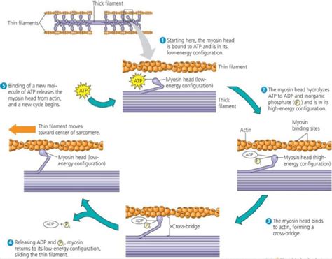 actin and myosin filaments | Myosin-actin interactions underlying muscle fiber contraction ...