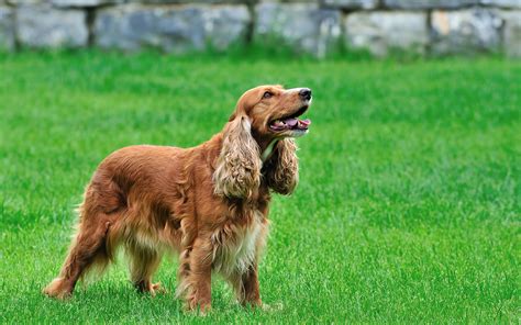 Bonny English Cocker Spaniel photo and wallpaper. Beautiful Bonny English Cocker Spaniel pictures