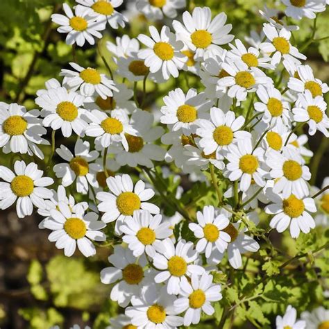 Feverfew