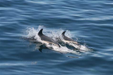 Atlantic white-sided dolphin - Whale & Dolphin Conservation Australia