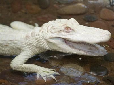 Albino Crocodile Rare Pictures | Albino Crocodile Photos | Albino Crocodile Images