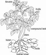 Potato Plant Coloring Page sketch template