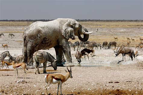 Namibia allocates €1.4m to wildlife and tourism | Southern & East African Tourism Update