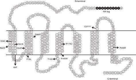 Schematic of human melanocortin 4 receptor. The positions of the... | Download Scientific Diagram