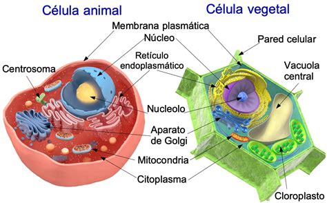 Célula Animal E Vegetal Diferenças E Semelhanças - REVOEDUCA