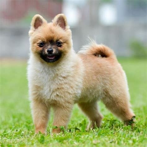 Pomeranian Fashion: Mastering the Art of Pomeranian Haircuts – Fitwarm